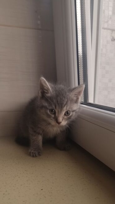 Pişiklər: Şotland, Erkək, Ünvandan götürmə, Ödənişli çatdırılma -da lalafo.az — 9 Pişiklər: Şotland, Erkək, Ünvandan götürmə, Ödənişli çatdırılma — 9