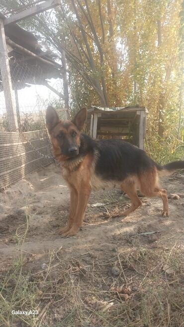 охотничый собака: Немецкая овчарка, Более 5 лет, Самка, С прививкой