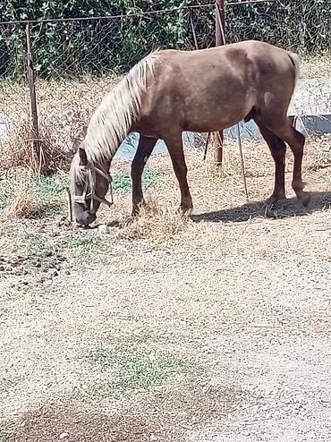 halep kecisi satilir: Erkey atdi təzə minilir qiymət 1000 ə deyilir endirim olacağ real — 3
