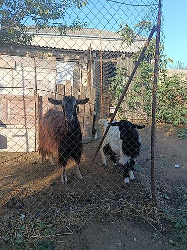 sud veren keci: Salam Aleykum 2doğardı.Butulka məmədi — 2