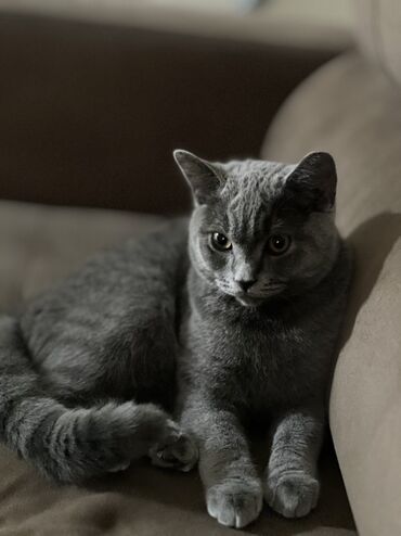 шотландский вислоухий длинношерстный кот цена: Скотиш Страйт (Шотландиялык тик кулактуу), 7 айлык, Эркек, Боз, Курттардан тазаланган, Лотокко барууга үйрөтүлгөн, Эмделген