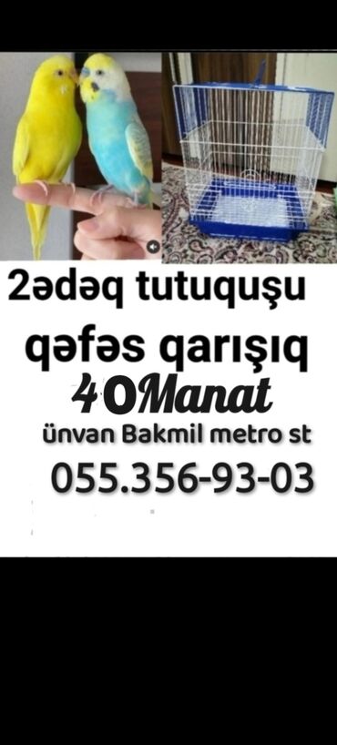 Tutuquşları: Tutuquşu yemə düşmüş balalar danışdırmaq ücün ələ öyrəşdirmək ücün lalafo.az -da Tutuquşları: Tutuquşu yemə düşmüş balalar danışdırmaq ücün ələ öyrəşdirmək ücün