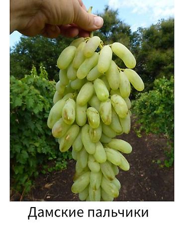 Другие фруктовые и ягодные растения: Саженцы плодовых культур (разные сорта) оптом и в розницу. Успейте — 17