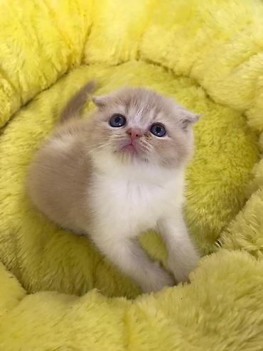 Pişiklər: Şotland yastı qulaq, Dişi, Erkək, Yaxşı əllərə, Rayonlara çatdırılma, Ünvandan götürmə, Pulsuz çatdırılma — 9