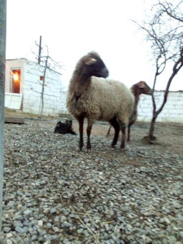 Qoyunlar, qoçlar: Qiymət cütünə ayıdır real alıcıya endirim olacaq boğaz heyvan di — 8