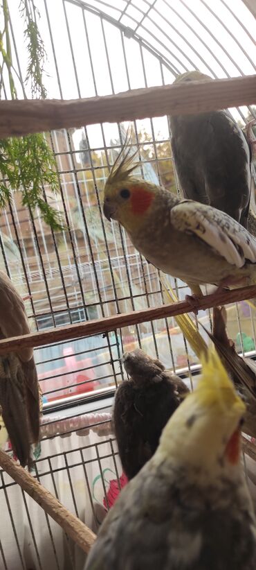 Tutuquşları: Nimfa (cockatiel) tutuquşuları – müxtəlif rəng mutasiyaları ilə - — 6