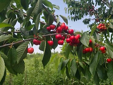 quba: 2500 sot, Kənd təsərrüfatı, Kupça (Çıxarış) — 4
