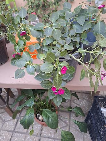 kalistamon gulu: Impatiens (Balsamin) saksı gülü – canlı çəhrayı çiçəklərlə - Bitki — 1