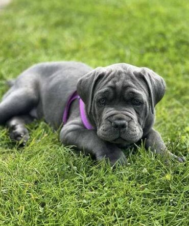 Psi: Ako tražite vernog člana porodice, obratite se nama i postanite — 1