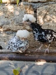 Toyuqlar: Başlıq: Rahibə 3 aylıq – 2 ədəd, 55 AZN, real alıcı narahat etsin -da lalafo.az — 5 Toyuqlar: Başlıq: Rahibə 3 aylıq – 2 ədəd, 55 AZN, real alıcı narahat etsin — 5