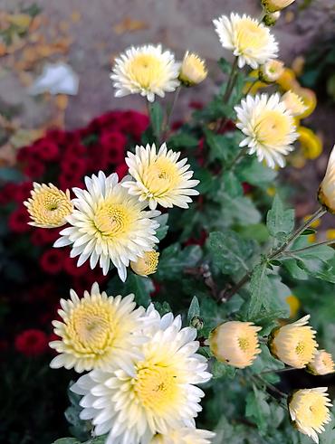 Массаж: Массаж | Остеохондроз, Холка на шее — 8