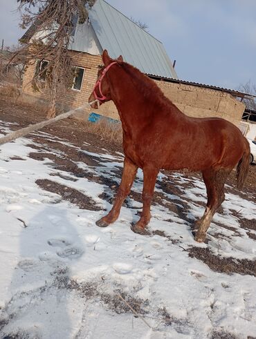 продам домик для кошки: Продаю | Жеребец