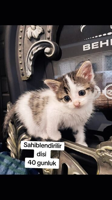 Pişiklər: Sekilleri cevirib baxin korpelikden mende evde boyuyen balalarim heer -da lalafo.az — 2 Pişiklər: Sekilleri cevirib baxin korpelikden mende evde boyuyen balalarim heer — 2