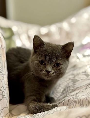 cat ruletka: Şotland, Dişi, Ödənişli çatdırılma, Ünvandan götürmə — 1