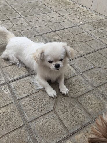 сетка для клетки попугая: Pekines, Dişi