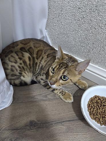 Pişiklər: Benqal, Dişi, Ünvandan götürmə — 5