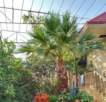 Həyət evləri və villaların satışı: 7-ci mikrorayon 4 otaqlı, 250 kv. m, Kredit yoxdur, Yeni təmirli -da lalafo.az — 13 Həyət evləri və villaların satışı: 7-ci mikrorayon 4 otaqlı, 250 kv. m, Kredit yoxdur, Yeni təmirli — 13