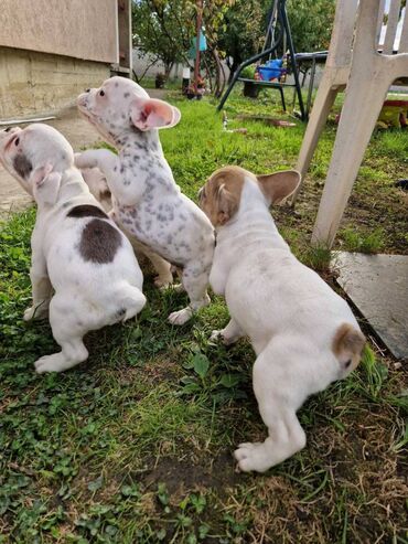 Psi: Štenci francuskog buldoga, oštenjeni 28.07, čekaju svoje nove na lalafo.rs — 1 Psi: Štenci francuskog buldoga, oštenjeni 28.07, čekaju svoje nove — 1