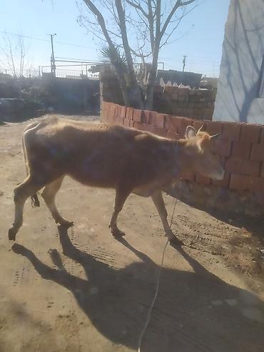 Dana, buzov: Dana, buzov — 15