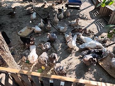 tap az goyercin satisi: SALAM MACAR LAVANDA MİRVARİ KRASNADAR CİNS LAL ÖRDƏKLƏR SATILIR QİYMƏT — 1