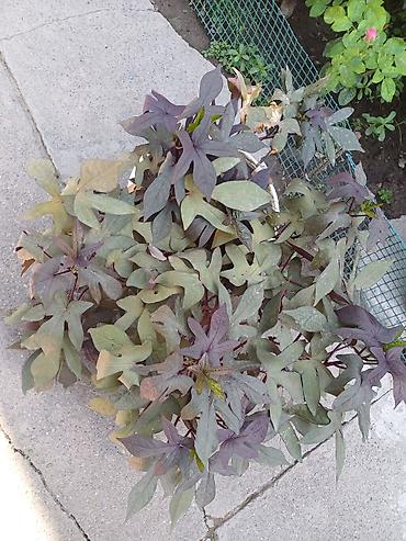 плющь: Ипомея батат (Ipomoea batatas) — декоративные сорта для клумб, кашпо и — 2