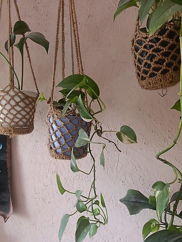 Эпипремнумы и сциндапсусы: Эпипремнум - Разновидности: зелёно-пёстрые формы (золотистая и — 5