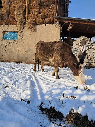 Коровы, быки: Продаю | Корова (самка) | Для молока | Привязанные — 12