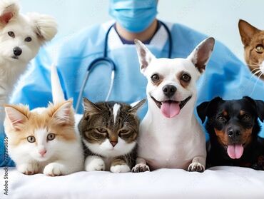 Услуги ветеринара: Ветеринарные услуги для кошек и собак🐕🐈 Вызов на дом - Консультации