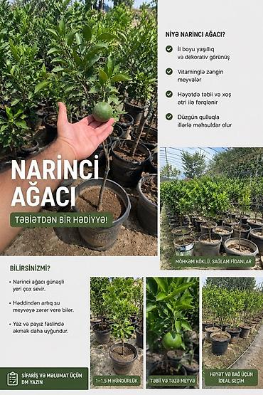 zeytun ağacı satışı: Narıncı ağacı fidanları – həyət və bağ üçün ideal seçim Məhsul — 1