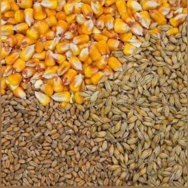 Корма для с/х животных: Кукуруза ячмень пшеница отрубь цена договорная в любом количестве