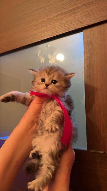 Pişiklər: Şotland, Erkək, Dişi -da lalafo.az — 1 Pişiklər: Şotland, Erkək, Dişi — 1