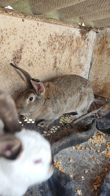 сетка для кролика: Продаю | Крольчиха (самка), Кролик самец | Для разведения