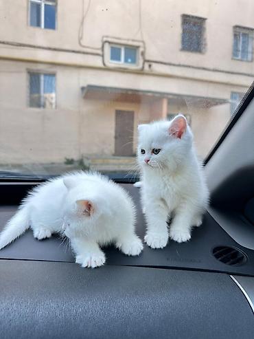 Pişiklər: Britan — 6