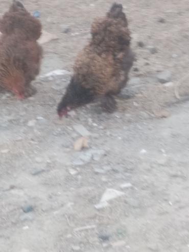 heyvanlar quşlar: Salam. Bramo toyoqlarıdı. Sağlam və baxımlı heyvanlardır. 1 yaşları — 2