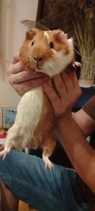 qefes xamyak: Mini donuz balası (guinea pig) üçün tam dəst ev və aksesuarlar tam — 2
