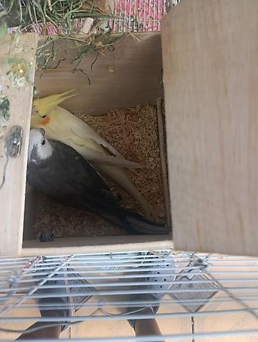 корелы: Кореллы: рабочая пара для разведения - Вид: корелла (нимфа) - Пара — 2