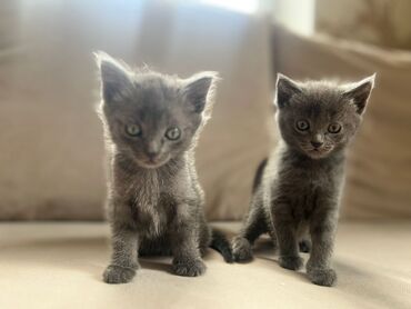 шотландский кот цена: Продаю шотландских котят девочка и мальчик. Возраст 1,5 мес. Котёнки
