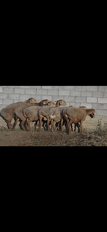 бишкек кошка: Сатам | Ургаачы кой (ургаачы) | Арашан | Көбөйтүү үчүн | Асыл тукумдуу, Бооз, Ургаачы — 3