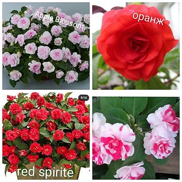 Другие комнатные растения: В продаже детки представленных растений детки каланхоэ по 150 с,детки — 8