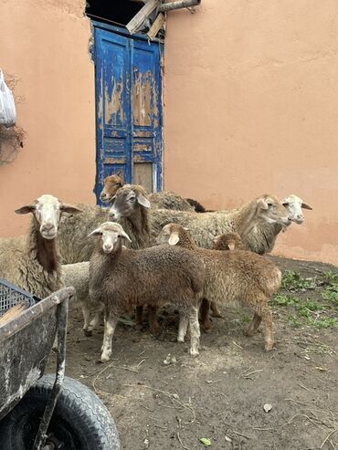 Qoyunlar, qoçlar: Salam Heyvanlar hamısı sağlam ağır boğazdılar ana baladılar satılırlar — 11
