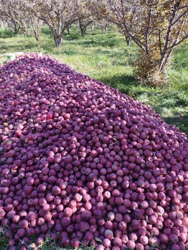 Яблоки: Яблоки Превосходное, Оптом