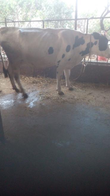 lalafo goyercin satisi: 6inəkdi.hazırda4ü sağılır 60.65l süd olur.20l dən yuxarı seşmə — 3
