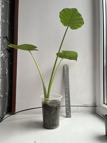 Алоказии: Алоказия (скорее всего Арма) Хорошо укорененные детки, при хорошем — 2