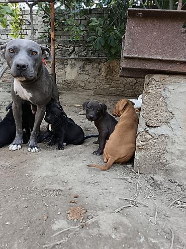 İtlər: Pitbul, 2 ay, Erkək — 9