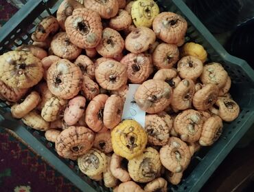 луковицы лилий: Семена и саженцы Бесплатная доставка
