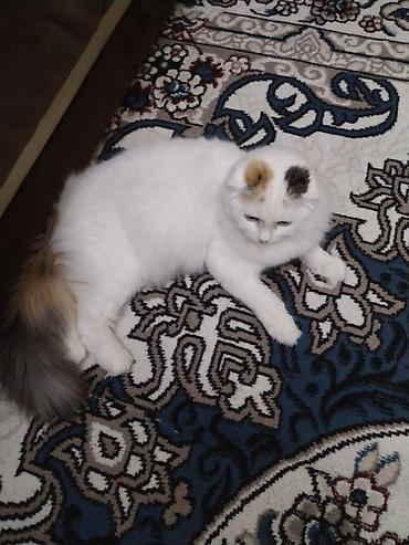 Pişiklər: Şotland — 7