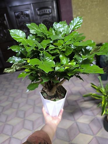 Комнатные растения в горшках 1) Драцена fragrans (кордилина) – куст