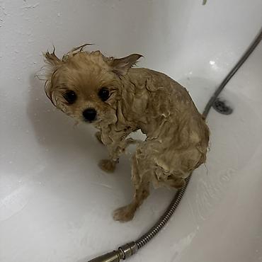 Продажа собак: Шпиц, 7 месяцев, Самка, С прививкой — 24