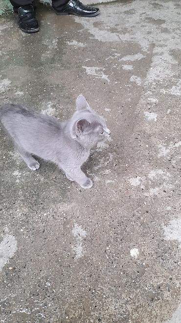 ragdoll pisik: Yaxşı əllərə — 1