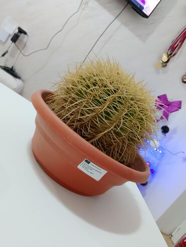 slike konja na platnu: Echinocactus grusonii